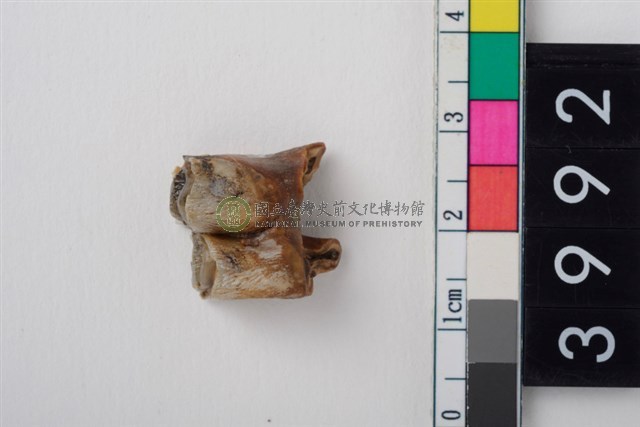 中型鹿右下顎第1或第2大臼齒