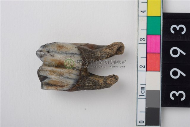 中型鹿右下顎第1或第2大臼齒