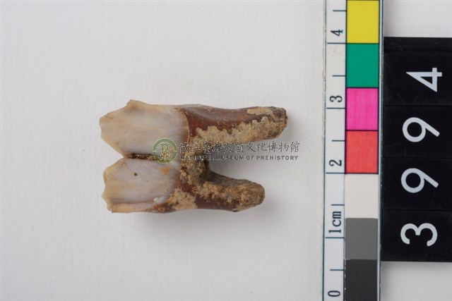 中型鹿右下顎第1或第2大臼齒