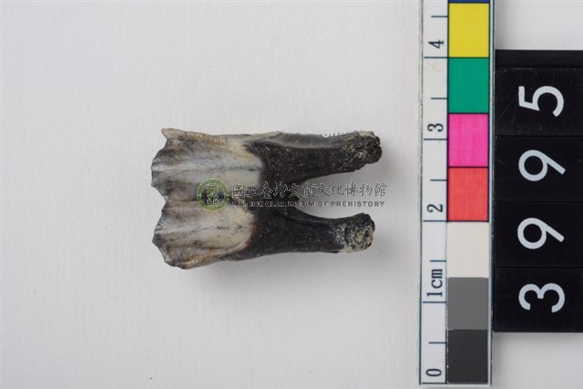 中型鹿右下顎第1或第2大臼齒