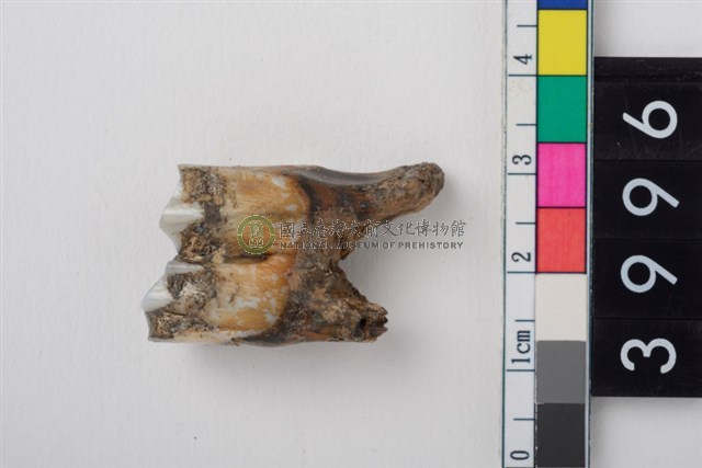 中型鹿右下顎第1或第2大臼齒