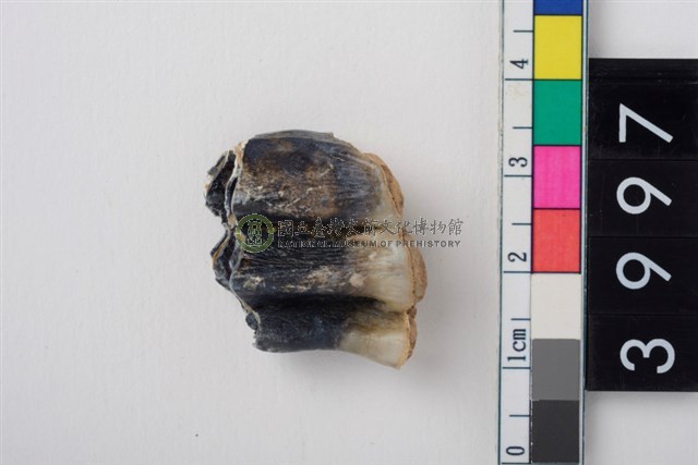 中型鹿右下顎第3大臼齒