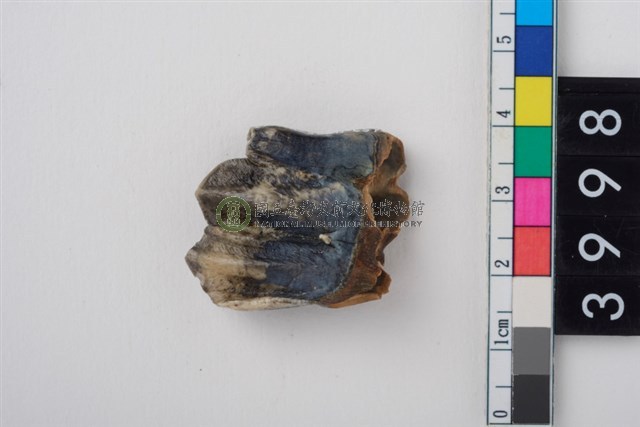 中型鹿右下顎第3大臼齒