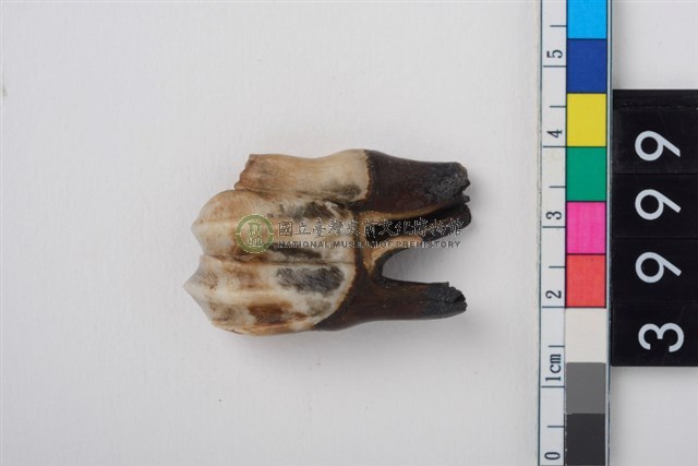 中型鹿右下顎第3大臼齒