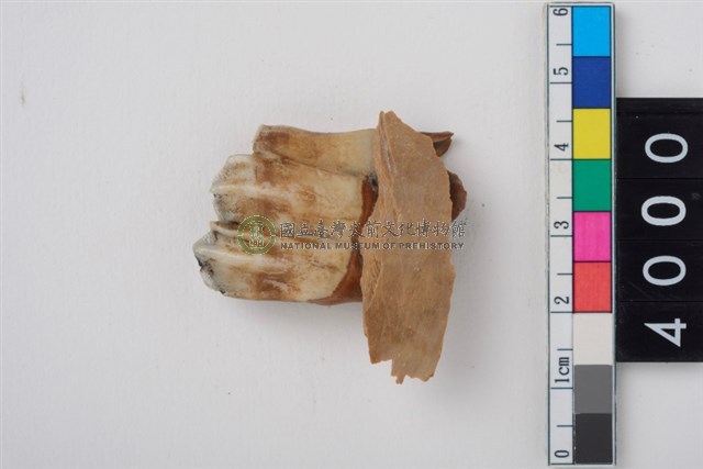 中型鹿右下顎第3大臼齒