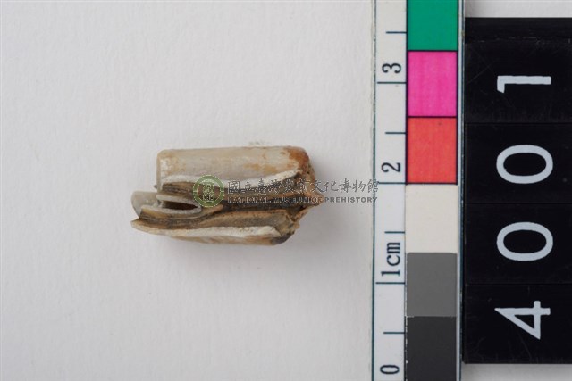 中型鹿右下顎第3大臼齒