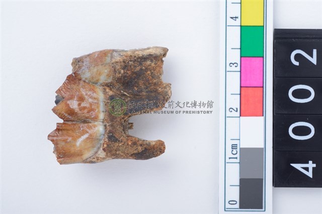 中型鹿右下顎第3大臼齒