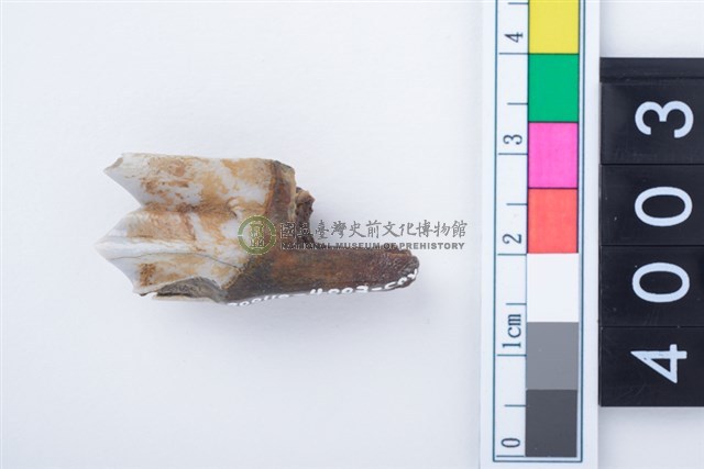 中型鹿右下顎大臼齒