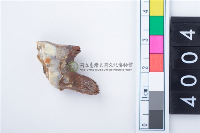 中型鹿右下顎大臼齒