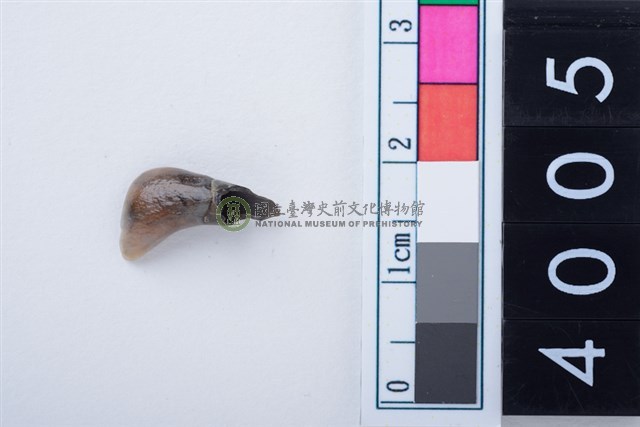 中型鹿右下顎第1乳門齒