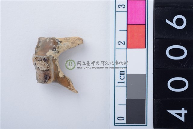 中型鹿右下顎第3乳前臼齒