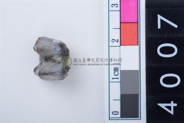 中型鹿右下顎第4乳前臼齒