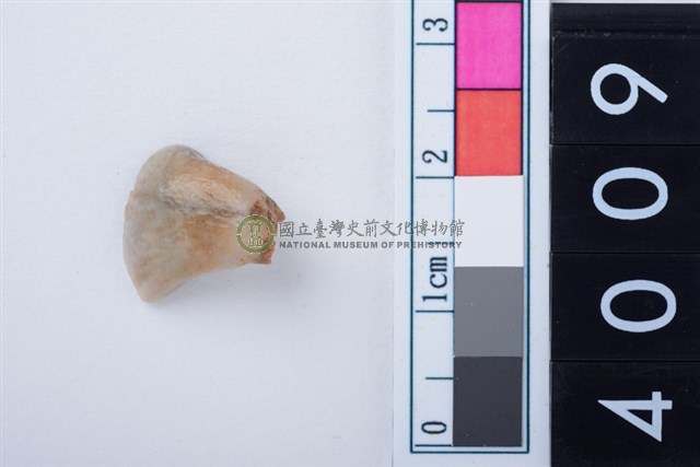 中型鹿右下顎第1門齒