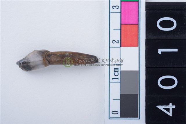 中型鹿右下顎第2或第3門齒或犬齒