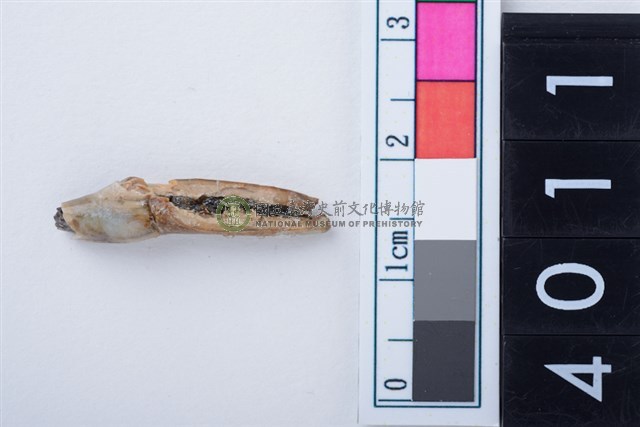 中型鹿右下顎門齒或犬齒