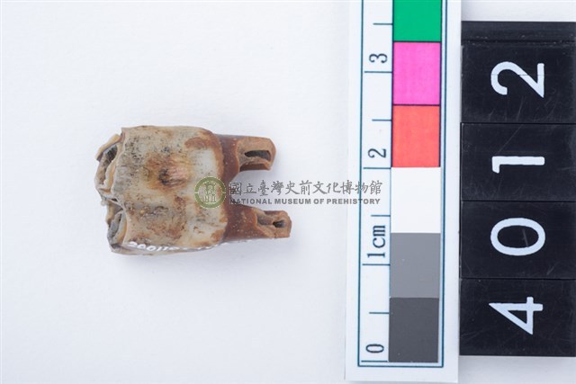 中型鹿右下顎第3前臼齒