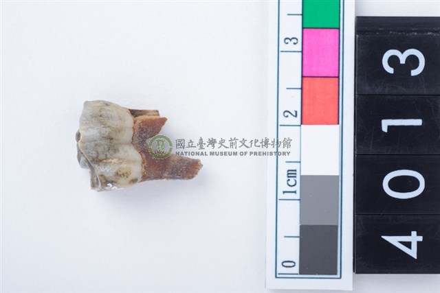 中型鹿右下顎第3前門齒