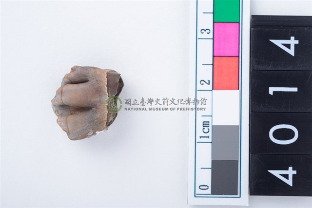 中型鹿右下顎第3前門齒