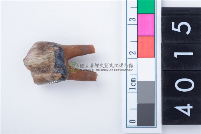 中型鹿右下顎第3前門齒