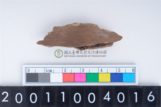 中型鹿左下顎骨齒