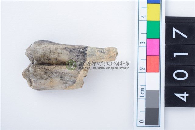 中型鹿左下顎第1或第2大臼齒