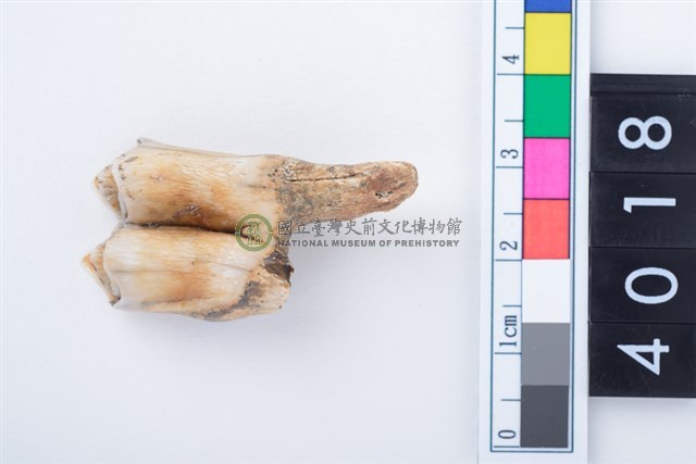中型鹿左下顎第1或第2大臼齒