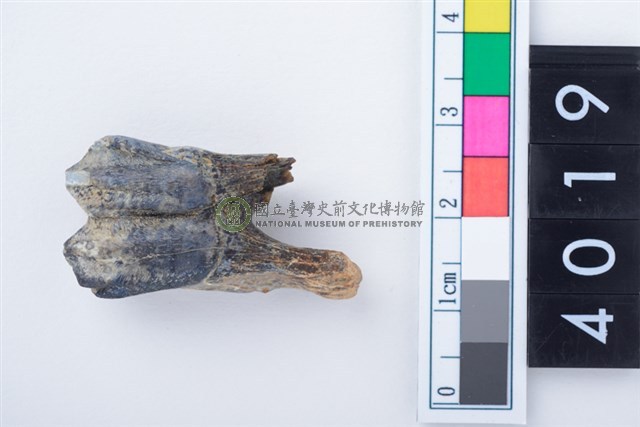 中型鹿左下顎第1或第2大臼齒