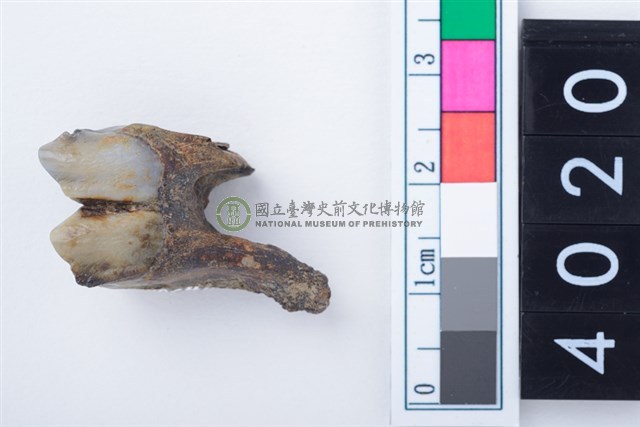 中型鹿左下顎第1或第2大臼齒