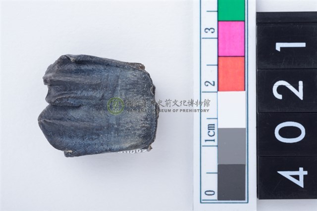 中型鹿左下顎第1或第2大臼齒