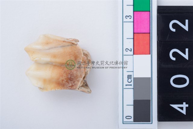 中型鹿左下顎第1或第2大臼齒