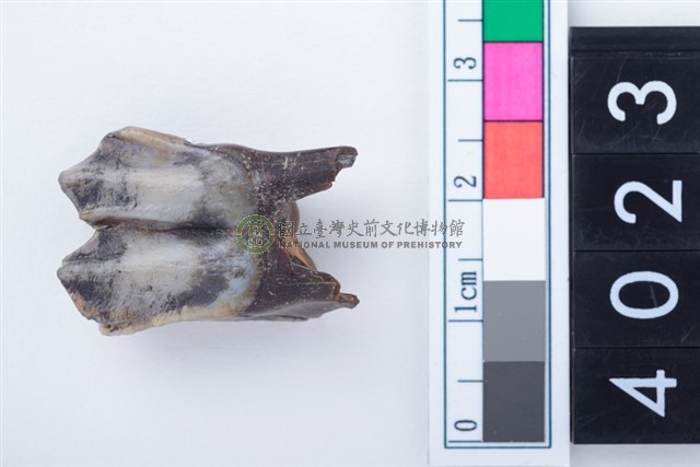 中型鹿左下顎第1或第2大臼齒