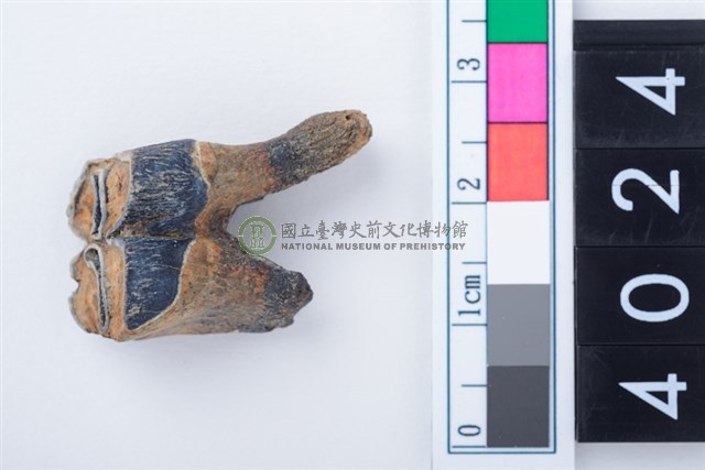 中型鹿左下顎第1或第2大臼齒