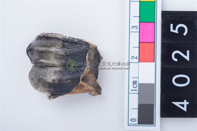 中型鹿左下顎第3大臼齒