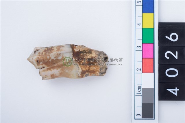 中型鹿左下顎第3大臼齒