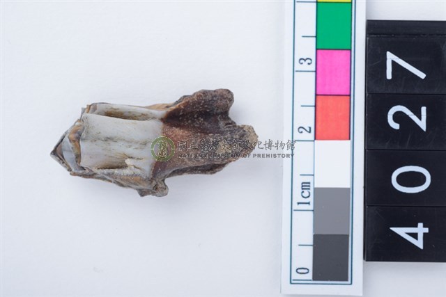 中型鹿左下顎第3大臼齒