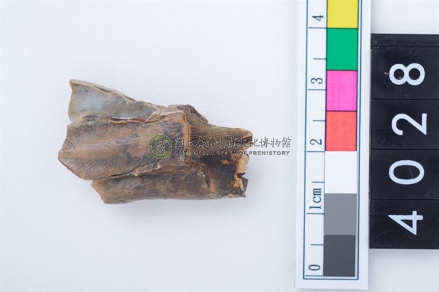 中型鹿左下顎第3大臼齒