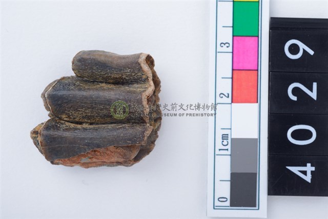 中型鹿左下顎第3大臼齒