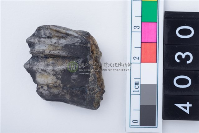 中型鹿左下顎第3大臼齒