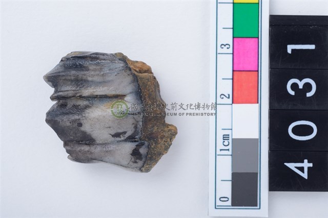 中型鹿左下顎第3大臼齒