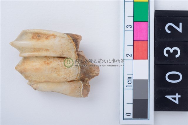 中型鹿左下顎第3大臼齒