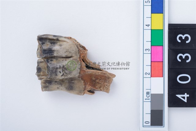 中型鹿左下顎第3大臼齒