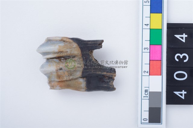 中型鹿左下顎第3大臼齒