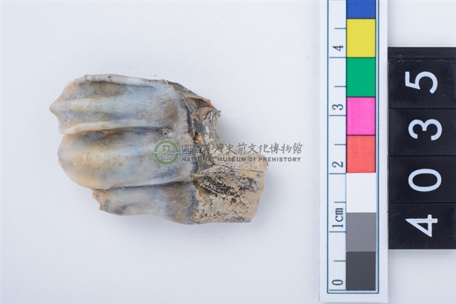 中型鹿左下顎第3大臼齒