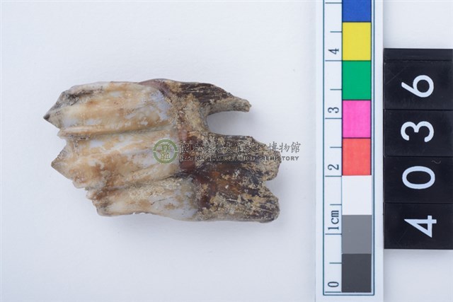 中型鹿左下顎第3大臼齒