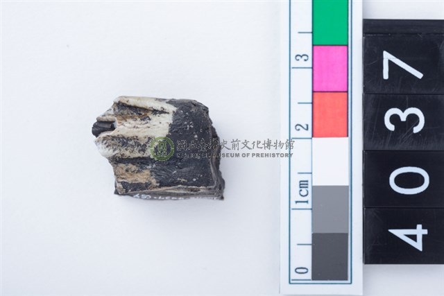 中型鹿左下顎大臼齒