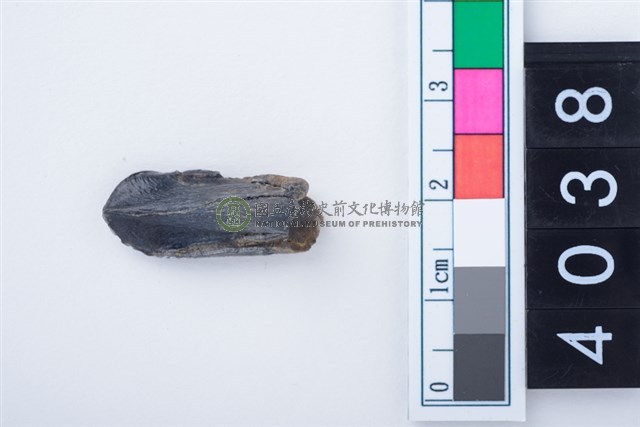 中型鹿左下顎大臼齒