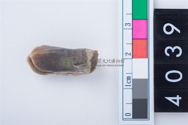 中型鹿左下顎大臼齒