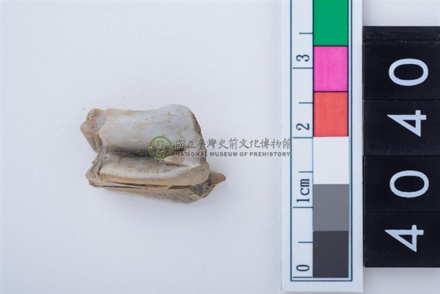 中型鹿左下顎大臼齒