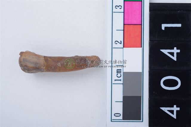 中型鹿左下顎第1門齒