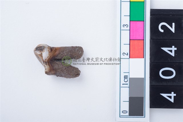 中型鹿左下顎第2前臼齒